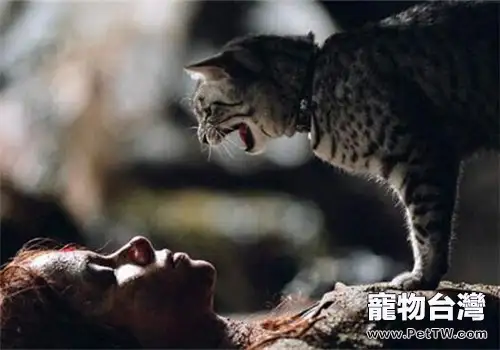 貓咪異常攻擊的行為有哪些？（1圖）-寵物台灣