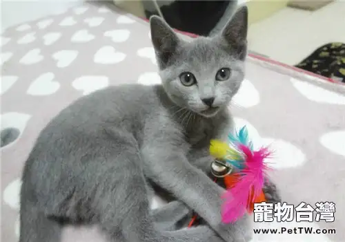 預防寵物貓中毒的措施