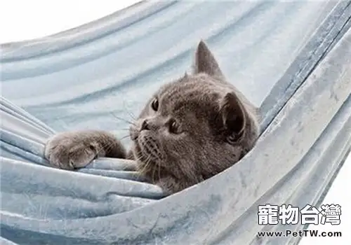 貓咪在家裡的意外狀況之應急措施（1圖）-寵物台灣