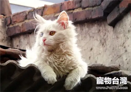 貓咪在家意外狀況之如何處理（1圖）-寵物台灣