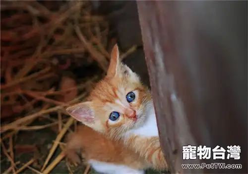 如何飼養流浪貓咪