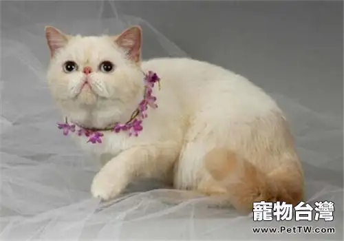 如何飼養異國短毛貓