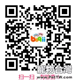 貓咪舔毛髮的原因是什麼 貓咪舔毛髮的原因是什麼
