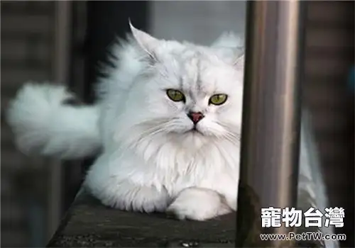 如何飼養金吉拉(1圖)-寵物台灣