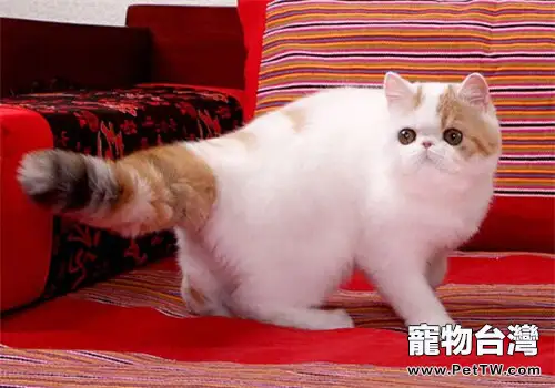 加菲貓究竟是什麼類型的貓咪