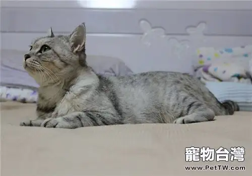 貓草與貓薄荷之間有哪些區別（1圖）-寵物台灣