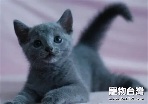 訓練貓咪記住自己名字(1圖)-寵物台灣