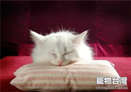 波斯貓洗澡的注意事項(1圖)-寵物台灣