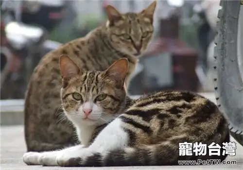 貓傳染性鼻氣管炎的治療方法(1圖)-寵物台灣