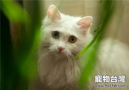 注射貓三聯所應注意的事項及免疫程序