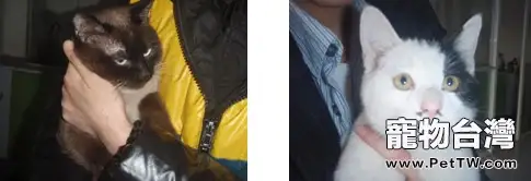 如何與新養貓咪建立信任關係 （1圖）-寵物台灣