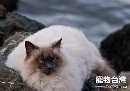 貓咪發福代表健康嗎?(1圖)-寵物台灣