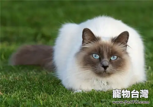 養貓有利孩子身心健康