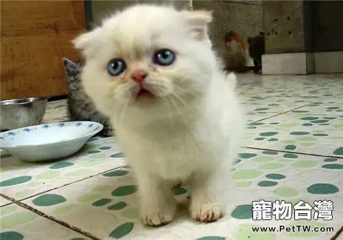 如何幫波斯貓挑選貓糧(1圖)-寵物台灣