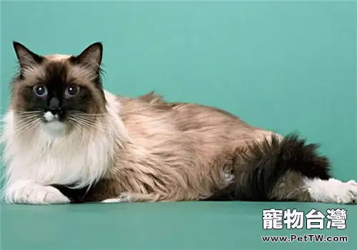 母貓多大可以生小貓(1圖)-寵物台灣