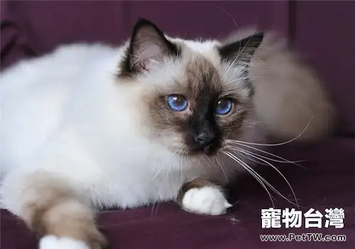 貓咪聽話嗎