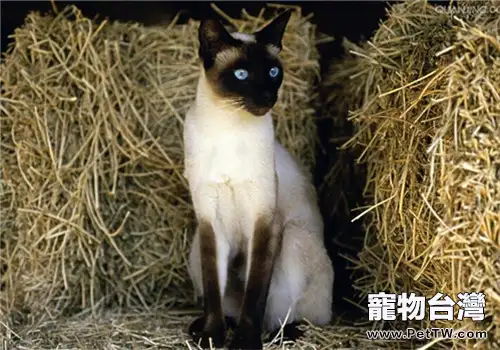 貓咪對營養的需求