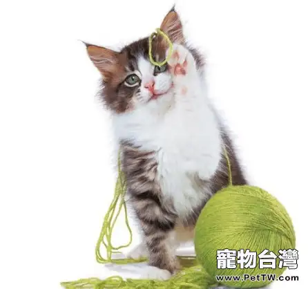 貓咪毛球形成的原因及預防措施（1圖）-寵物台灣