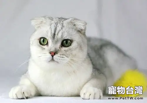 貓咪養護問題之凝結貓砂好不好