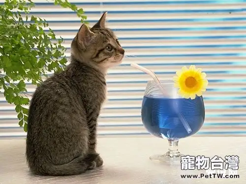 增加貓咪飲水量的方法（1圖）-寵物台灣