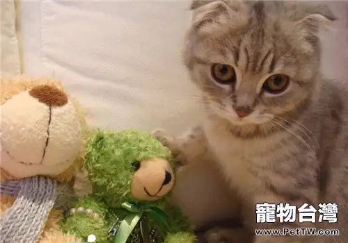 貓咪口臭的治療