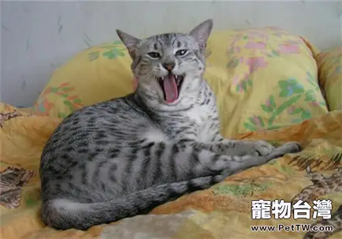 如何正確的放置貓窩位置（1圖）-寵物台灣