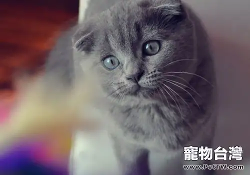 貓咪養護誤區之經常洗澡才乾淨？（1圖）-寵物台灣