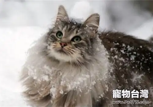 只吃貓糧的貓咪健康嗎？（1圖）-寵物台灣