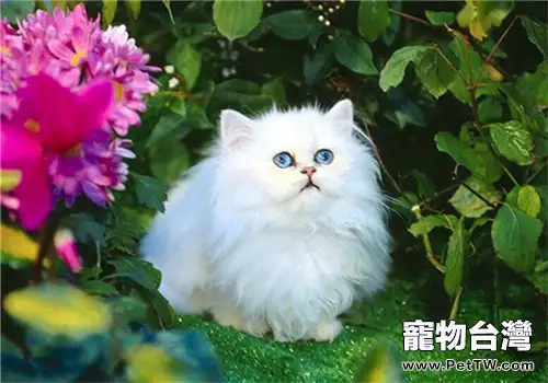 波斯貓得了皮膚黴菌病的原因及感染途徑(1圖)-寵物台灣