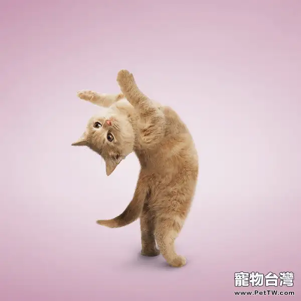 市場上常見的貓用疫苗(1圖)-寵物台灣