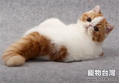 如貓咪暈車怎麼辦（1圖）-寵物台灣