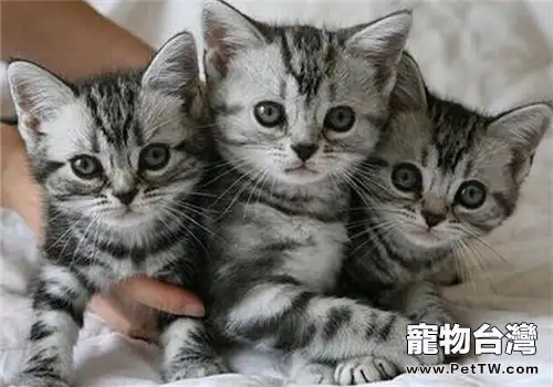 如何幫貓咪消除壓力（1圖）-寵物台灣