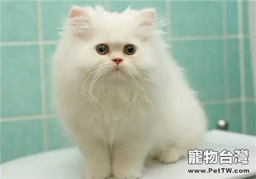 貓咪洗澡過勤影響毛髮健康