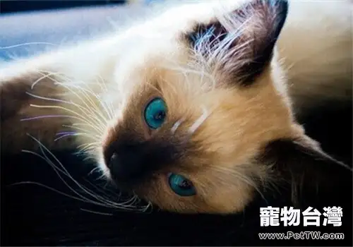 如何親自給貓咪洗牙（1圖）-寵物台灣