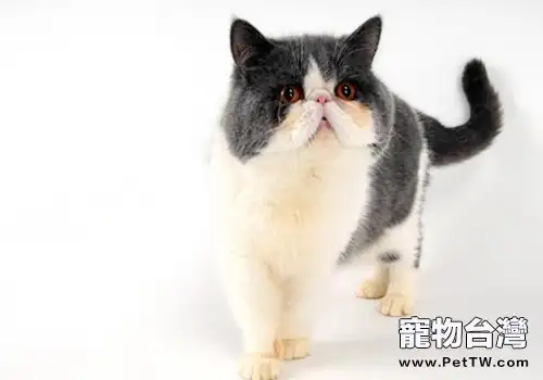 貓咪如何表達對食物的不滿（1圖）-寵物台灣