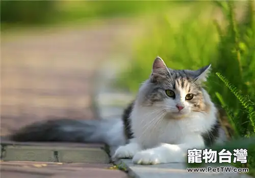 貓咪異物性肺炎的病因