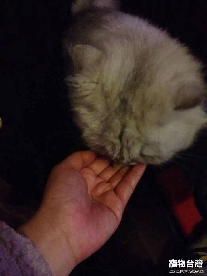 貓奴必須關注的幾件事之新來的貓咪不吃貓糧