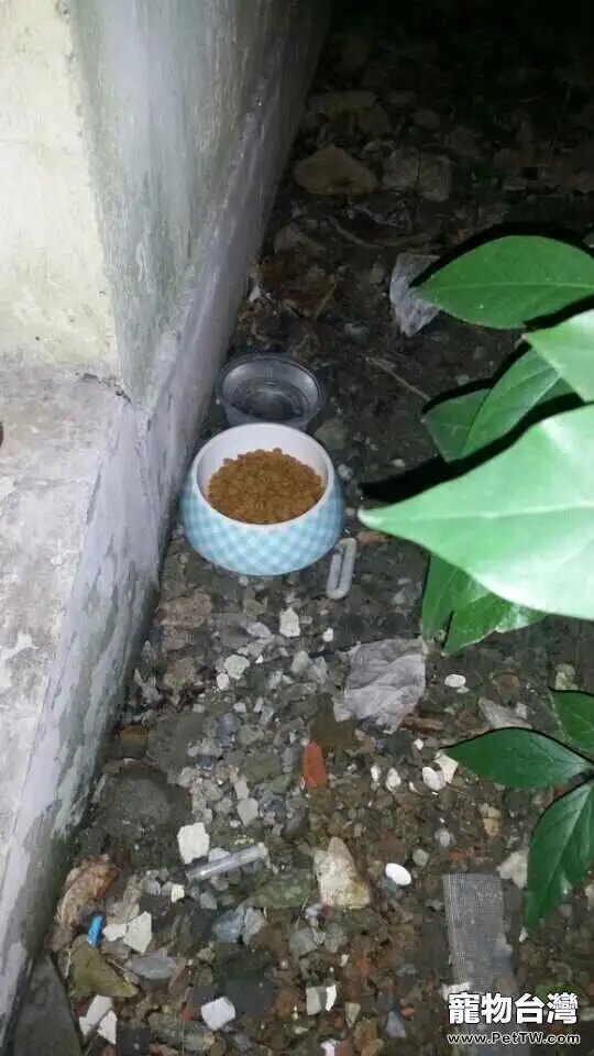 貓奴必須關注的幾件事之新來的貓咪不吃貓糧
