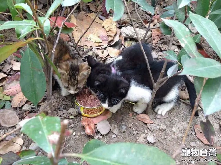 貓奴必須關注的幾件事之新來的貓咪不吃貓糧