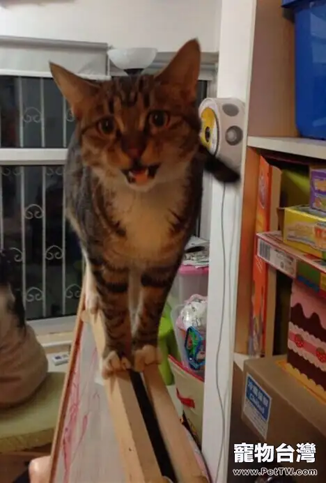 貓奴必須關注的幾件事之半夜貓叫 貓奴必須關注的幾件事之半夜貓叫