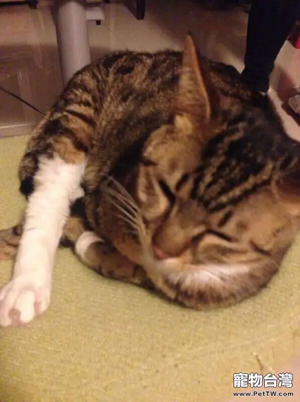 貓奴必須關注的幾件事之半夜貓叫 貓奴必須關注的幾件事之半夜貓叫