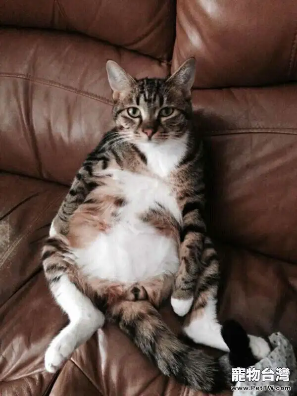 貓奴必須關注的幾件事之半夜貓叫 貓奴必須關注的幾件事之半夜貓叫