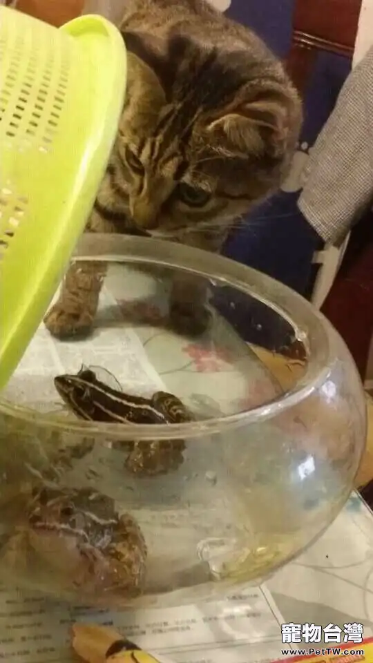 貓奴必須關注的幾件事之半夜貓叫 貓奴必須關注的幾件事之半夜貓叫