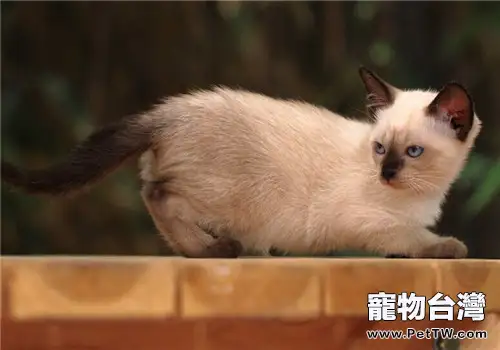 貓咪慢性腎衰竭無法痊癒的原因（1圖）-寵物台灣