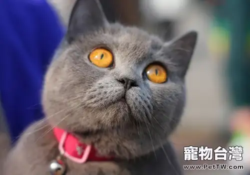 貓白血病的症狀(1圖)-寵物台灣