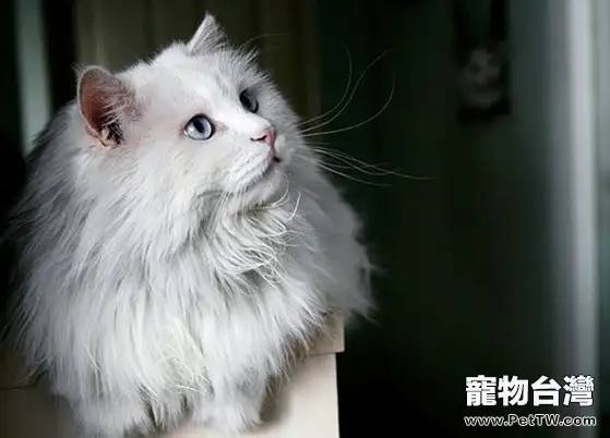 老年貓咪的護理方法