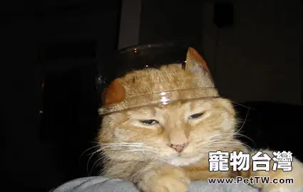 貓咪挑食的原因分析（1圖）-寵物台灣