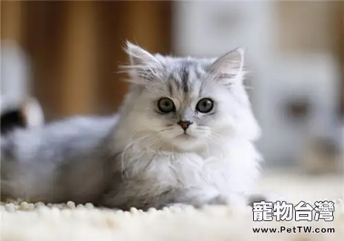 如何治療貓咪尿結石病(1圖)-寵物台灣