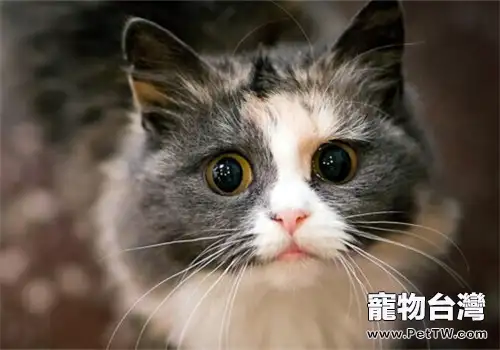 貓咪尿道炎的症狀及病發表現
