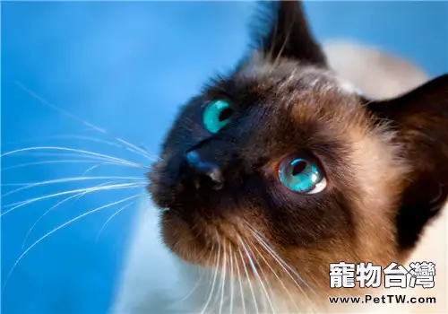 貓咪食道擴張的病因分析